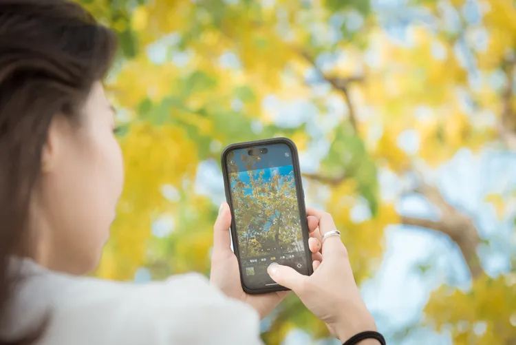 阿勃勒花季也是每年不可錯過的美景。嘉市府提供