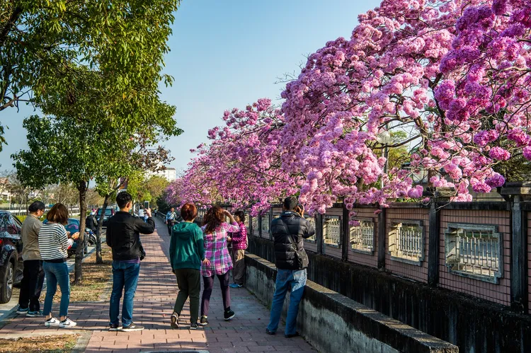 洋紅風鈴木綻放粉紅浪漫。嘉市府提供