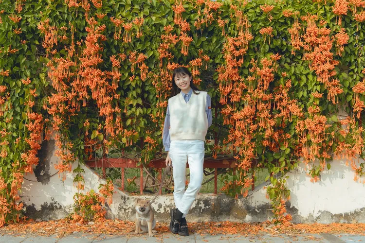 農試所炮仗花盛開，應景又壯觀。嘉市府提供