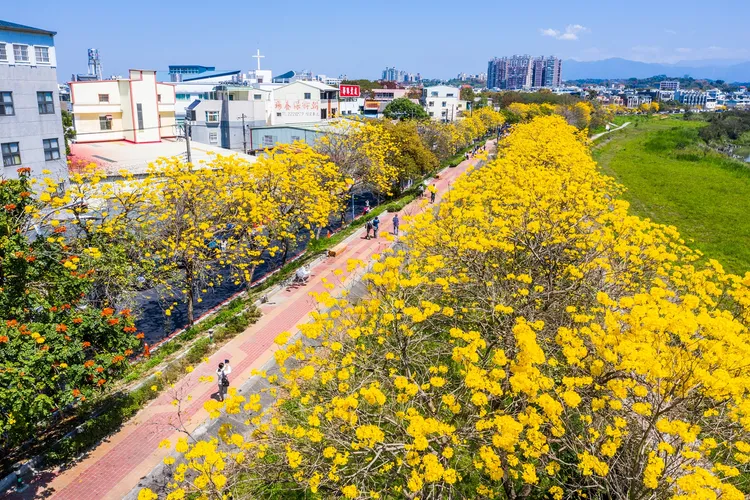 黃金風鈴木花季將於三月中旬登場。嘉市府提供