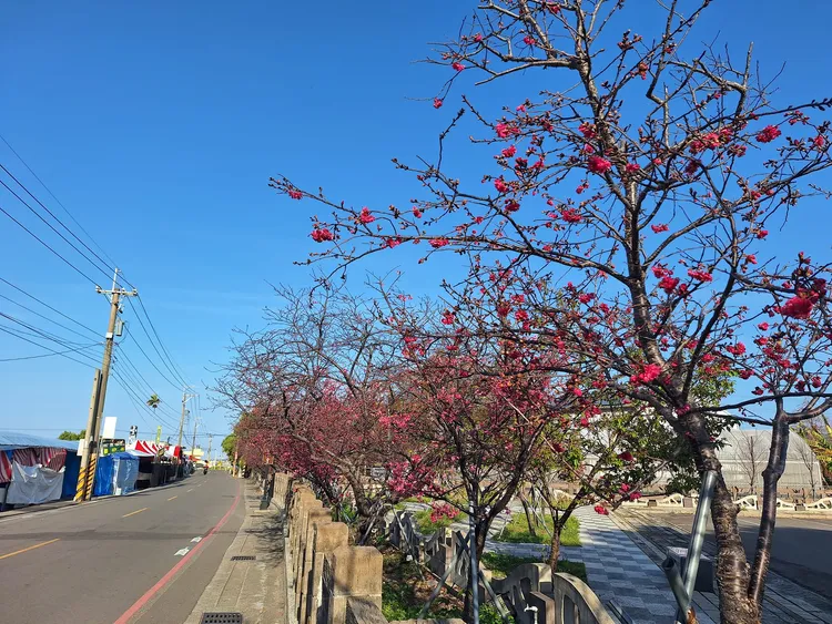 目前山櫻花已經滿開，八重櫻約開1-2成。泰安派出所提供