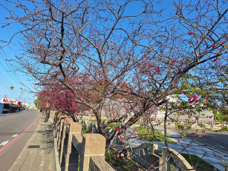 泰安櫻花祭今年花期將持續至3月初。泰安派出所提供