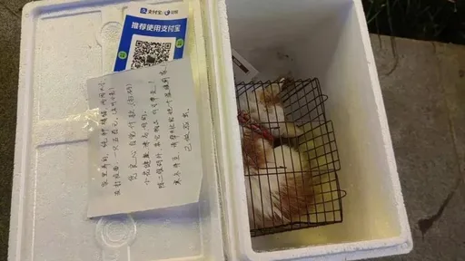沒良心飼主寒冬賣貓「一隻500元憑良心付款」 貓咪寶寶被丟路邊遭凍僵