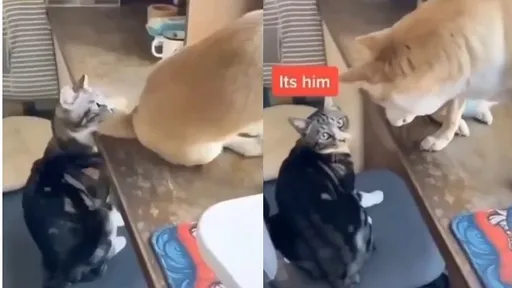 你就是兇手！惡搞貓咪被設局報復　狗狗狠咬人類屁股