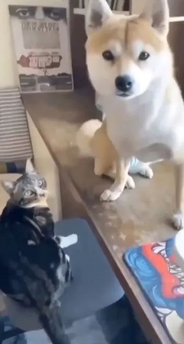 貓和狗一臉無奈看著主人。IG @the.worldofdogsandcats 提供
