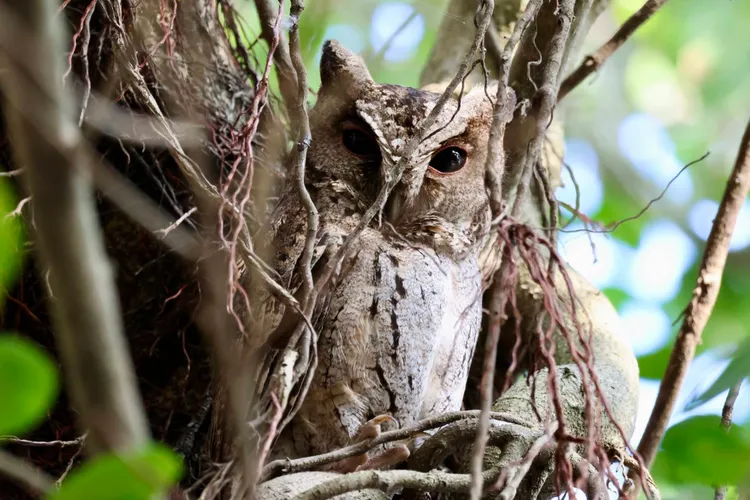 領角鴞。新竹縣府提供