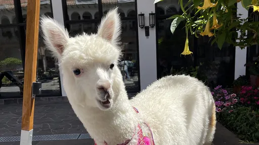 羊駝明星每天搭計程車上下班　通勤30分鐘到飯店取悅人類