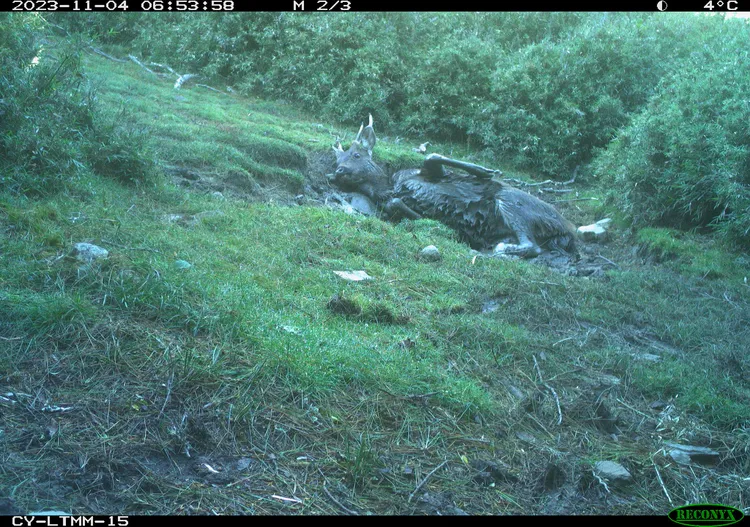 水鹿洗泥巴浴。翻攝嘉義分署官網