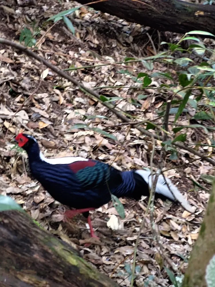 編輯團隊捕捉到藍腹鷴的身影及聲音。縣府提供