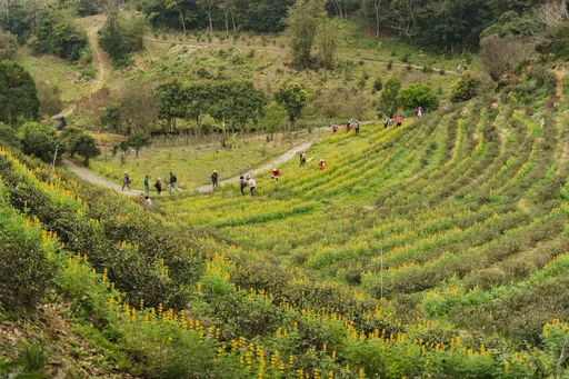 桃園魯冰花季美麗登場 張善政邀市民賞花感受客庄魅力