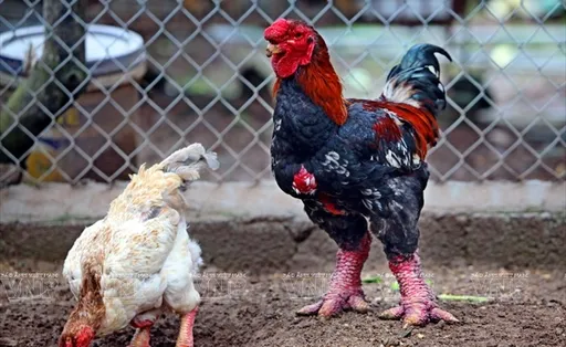 粗腳酷似龍爪 越南「龍雞」要價1.4萬仍掀搶購