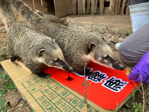 走春熱點|來跟可愛動物拜年! 新竹動物園限量河馬樂樂小春聯等你拿