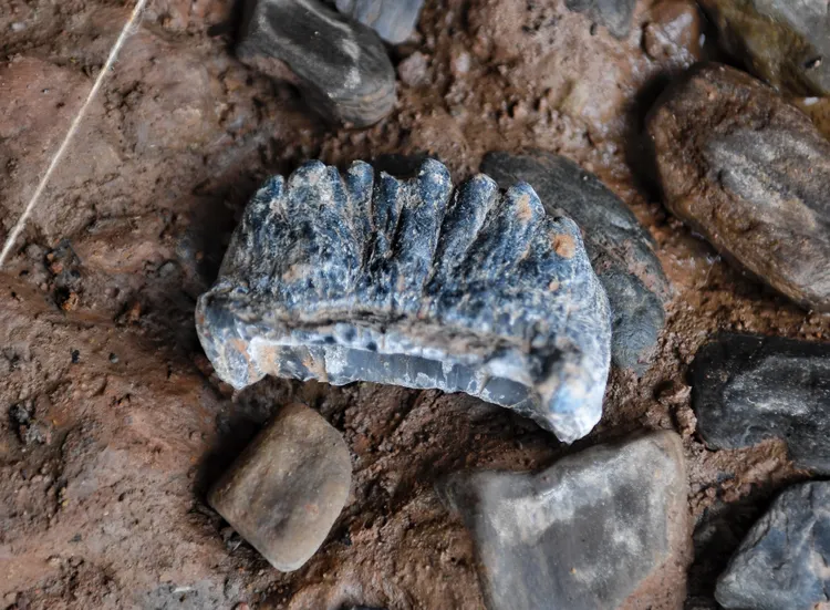 濛溪河遺址發掘的象牙。新華社