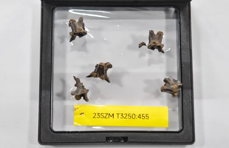 濛溪河遺址發掘的蛇骨。新華社