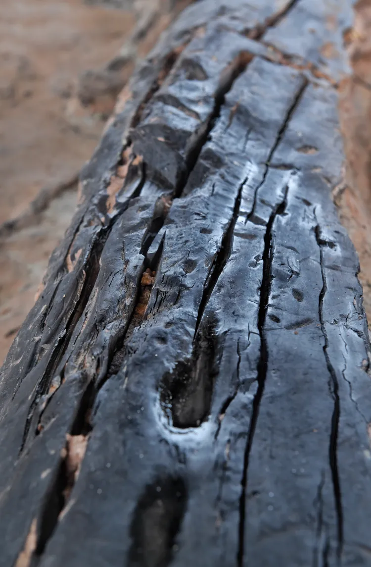 濛溪河遺址發掘的烏木。新華社