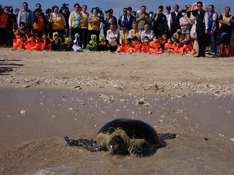 海保署海龜野放吸引來賓、小朋友圍觀，氣氛溫馨。海委會提供