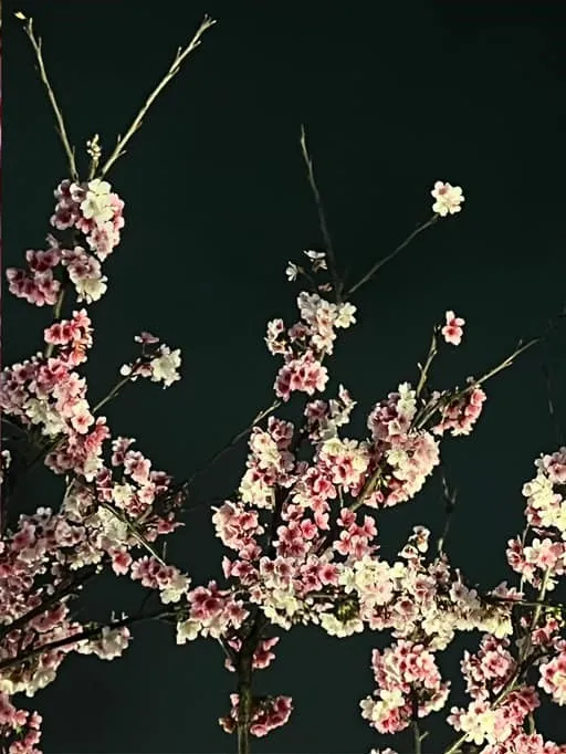 東湖樂活公園近日櫻花盛開，吸引許多民眾前往賞櫻拍照。康先生提供