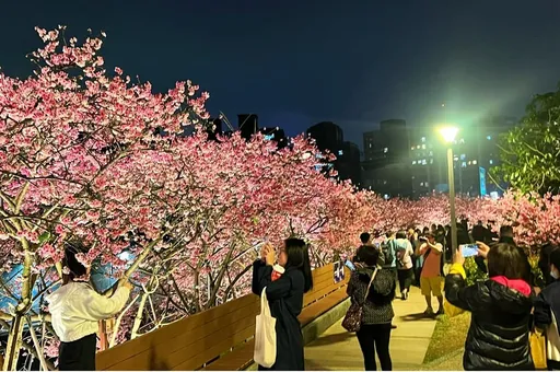 「樂活夜櫻季」大盛開美極了!他卻喊:東湖人的災難