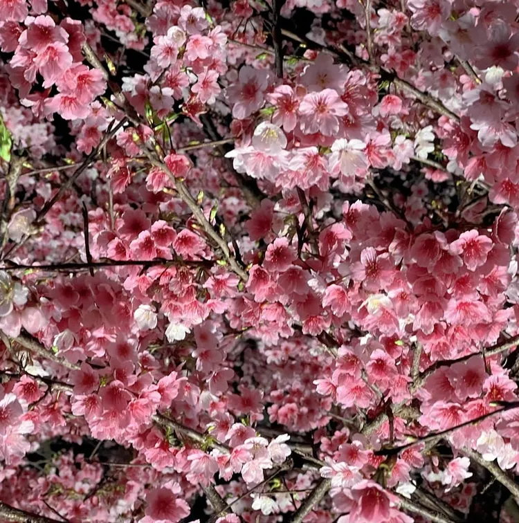 東湖樂活公園近日櫻花盛開，吸引許多民眾前往賞櫻拍照。康先生提供