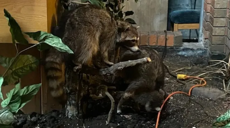 兩隻浣熊的標本去年夏天被人偷走。翻攝加拿大皇家騎警