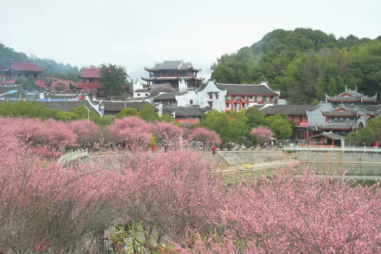 福州林陽寺梅花政盛放。新華社