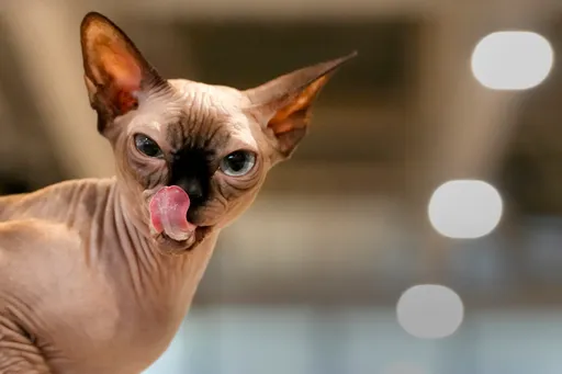 2/22貓之日!喵星人經濟效益高達5千億 球星大谷翔平也望塵莫及