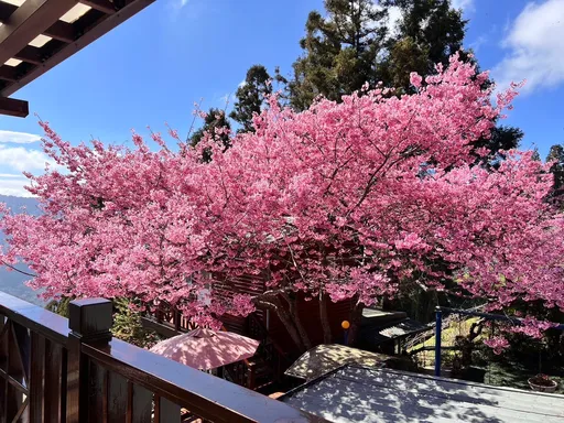 北橫賞櫻景點花況即時報 拉拉山進入最佳賞櫻時序