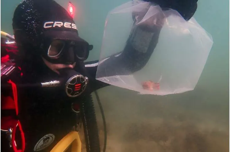 紅手魚族群瀕臨絕種，科學家不得不將它們帶上岸保存，等待海水溫度降低再野放。PHYS ORG