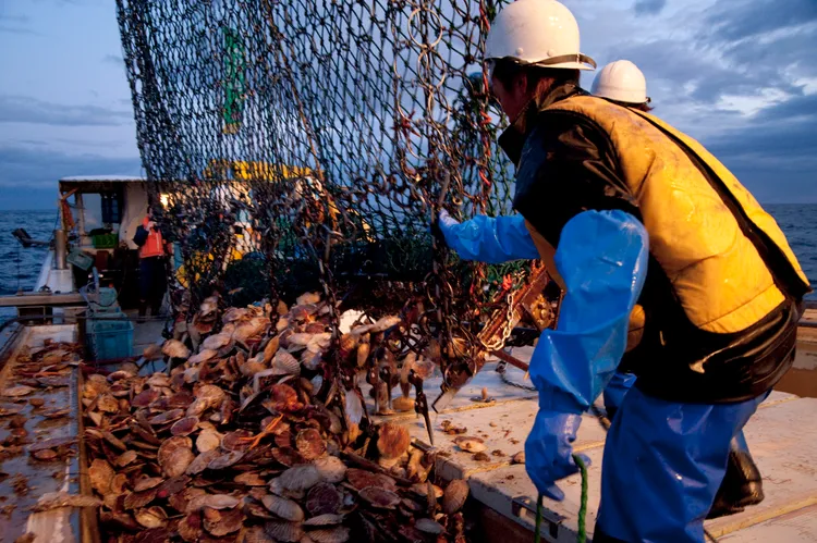 得天獨厚的自然環境，日本產帆立貝將美味濃縮在一個個渾圓飽滿的貝柱中，廣受世界各地消費者愛戴。業者提供