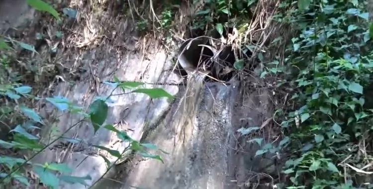 養豬場暗管排放廢水。翻攝畫面