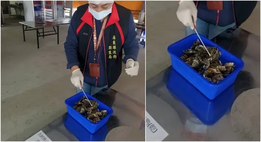 牡蠣殼上有蟲!東港餐廳48人上吐下瀉 遭勒令停業3天