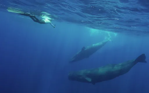 搶救鯨豚!首本水下噪音評測書 中山師生發表《鯨聲鯨視必修課》