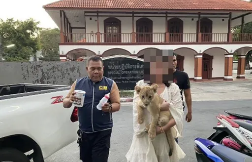 飯店客房偷養獅子! 中國女子普吉島被捕