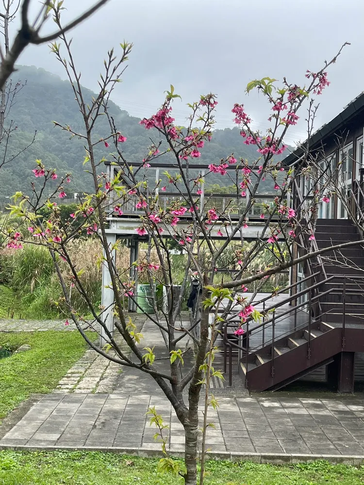 台北市南港區的山水綠生態公園內櫻花已經盛開。北市環保局提供