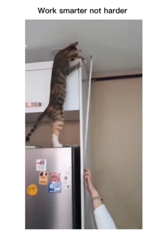 聰明的貓咪幫忙主人量高度。IG @the.worldofdogsandcats 提供