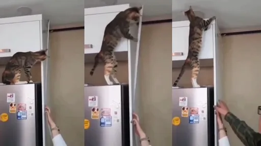 鏟屎官手忙腳亂「看不下去」 成精了!喵星人竟幫忙做家事