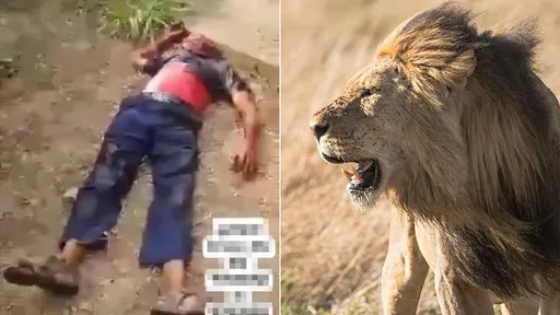 從小養到大也沒用 動物園飼養員被9歲雄獅狠咬奪命