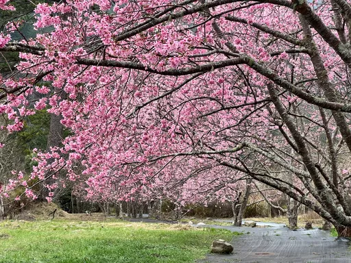 走春熱點|武陵農場櫻花季今登場!自駕客未住宿進不去 一圖看賞櫻專車據點