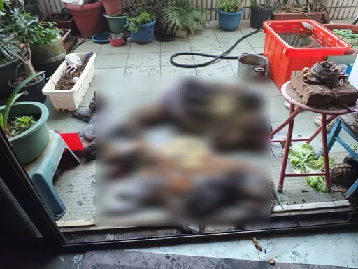 新莊舊公寓惡火救出3人 同棟頂加8隻貓熱暈無力