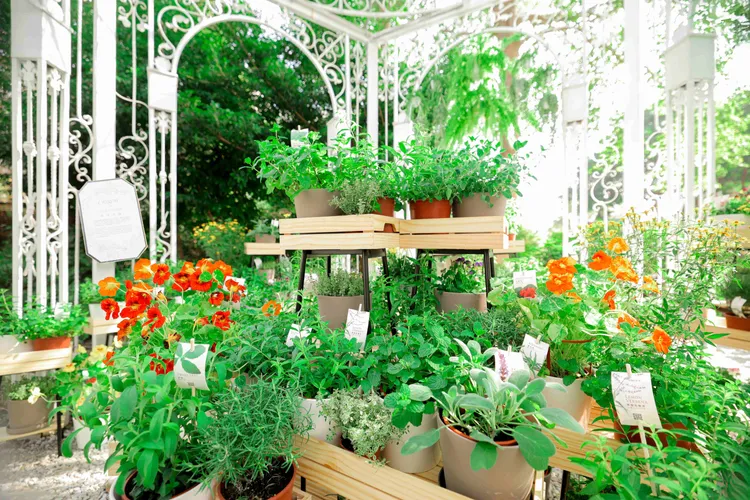 兼具美觀樂活及食用價值的香草花園。業者提供