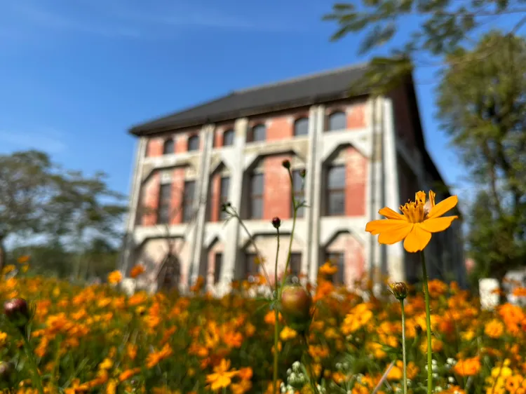台南山上花園水道博物館春節檔期規劃波斯菊（圖）、油菜花海景觀，目前已漸盛開。台南市文化局提供