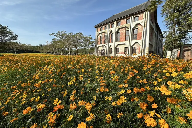 台南山上花園水道博物館春節檔期規劃波斯菊（圖）、油菜花海景觀，目前已漸盛開。台南市文化局提供