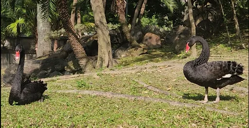 台北賓館14隻黑天鵝萌樣曝 兩次格鬥!第三代當鵝王