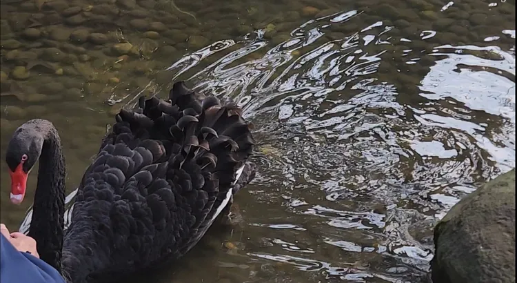鵝王發現陌生人接近，游向池邊警戒。施智齡攝