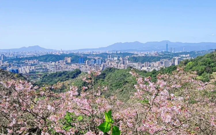 老泉里騰龍御櫻為臺北賞櫻秘境。老泉里辦公處提供