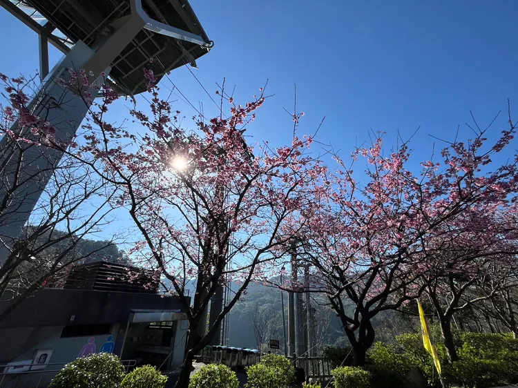 貓纜指南宮站周邊櫻花綻放。台北指南宮提供