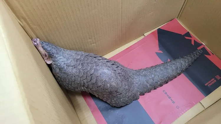 一隻穿山甲16日晚逛進台東縣關山鎮超商，警方獲報後將牠送到野灣野生動物醫院暫時安置，將儘速野放。中央社