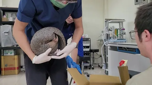 台東穿山甲迷走進超商　店員傻喊「歡迎光臨」看嘸人