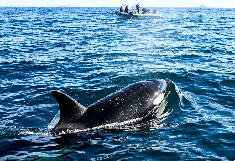 虎鯨無法在水下停留太久，需要每隔幾分鐘重新浮出水面。圖為美國加州水域1月29日拍到的虎鯨。美聯社