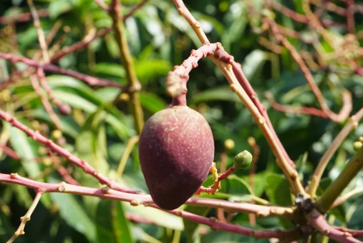 枋山芒果正值開花結果期。蘇清泉服務處提供